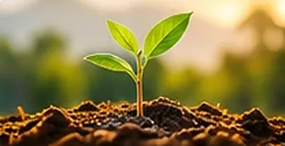 A young plant growing from the soil
